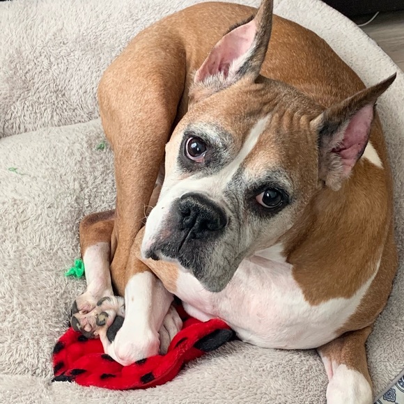 Meet your Posher, Nicole - Picture 2 of 4